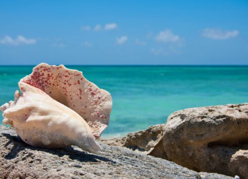 Quality Car Rental Turks & Caicos: Island Insights